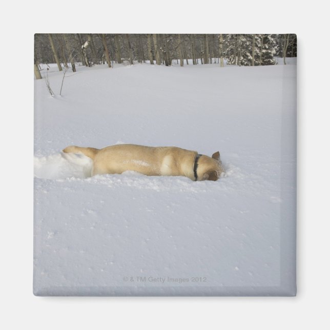 Dog burrowing in snow magnet (Front)