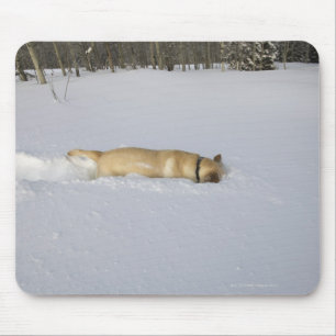 Dog burrowing in snow mouse pad