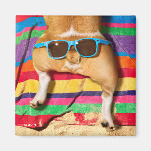 Dog Butt With Sunglasses Magnet