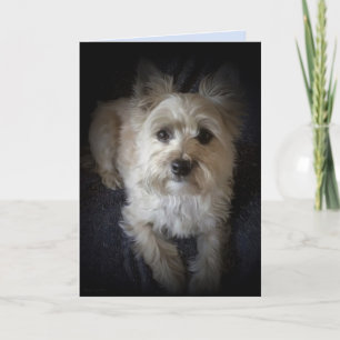 Dog Cairn Terrier “Dog Lover” Blank Greeting Card
