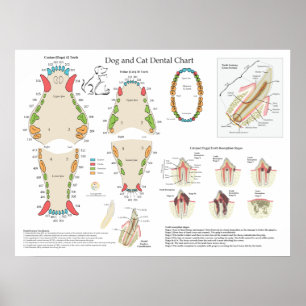 Dog Cat Veterinary Dental Chart