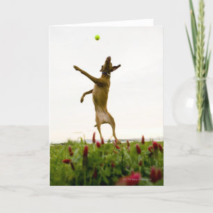 Dog catching tennis ball in mid-air card