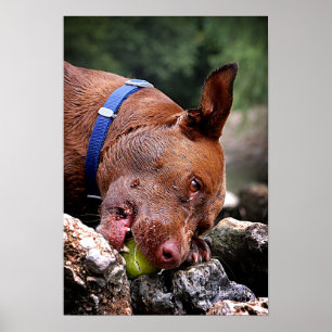 Dog Chewing / Nose Close Up / Macro 2 Poster