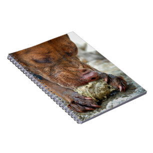 Dog Chewing / Nose Close Up / Macro Notebook