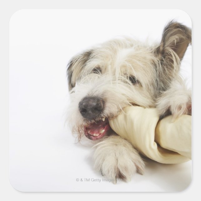 Dog Chewing on Rawhide Bone Square Sticker (Front)