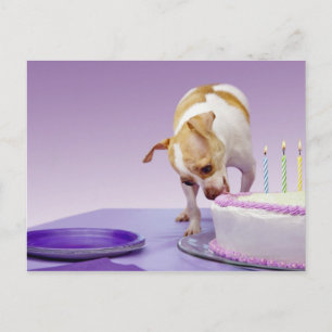Dog (chihuahua) eating birthday cake on table postcard