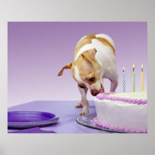 Dog (chihuahua) eating birthday cake on table poster