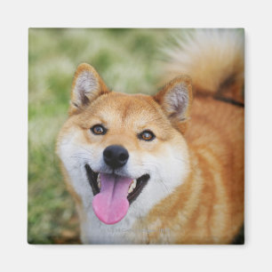 Dog,close-up Magnet