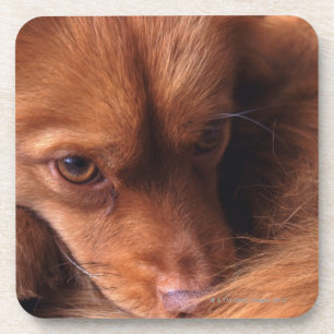 dog coaster