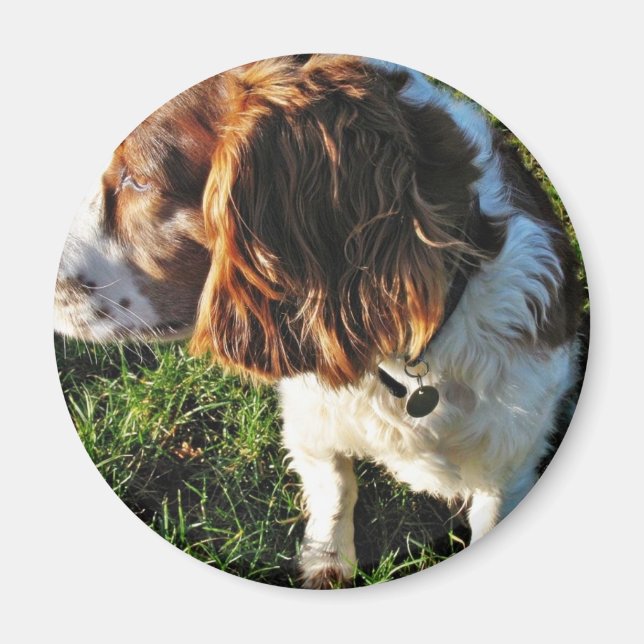 Dog Cocker Spaniel Sitting Magnet (Front)