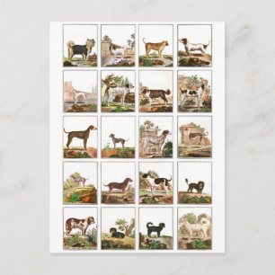 Dog Collection In Vintage Style Postcard