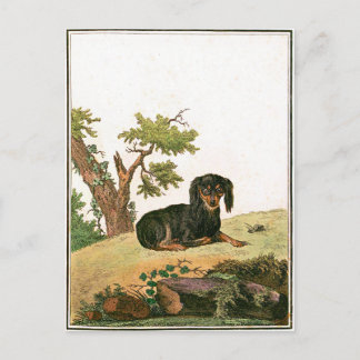 Dog - Continental Toy Spaniel Postcard
