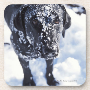 Dog covered in snow coaster
