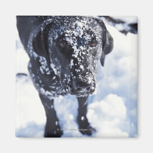 Dog covered in snow magnet