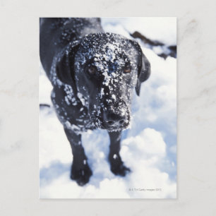 Dog covered in snow postcard