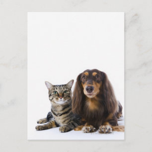 Dog (Dachshund) and cat (Japanese cat) on white Postcard