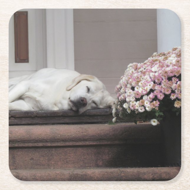 Dog Day Afternoon Coaster (Front)