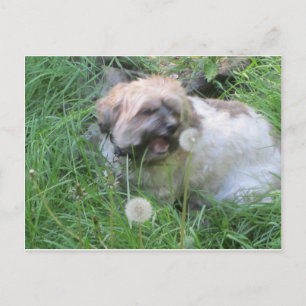 "Dog Day Dreams" postcard