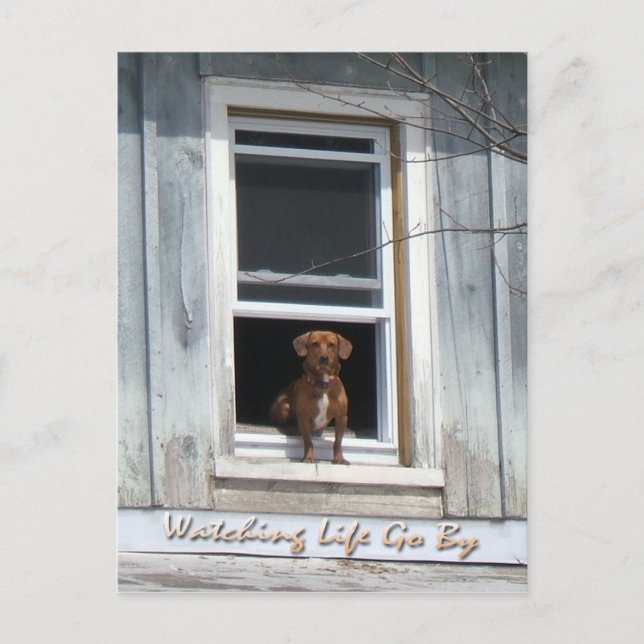 Dog Day Postscard Postcard (Front)