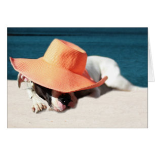 Dog Days of Summer at the Seashore