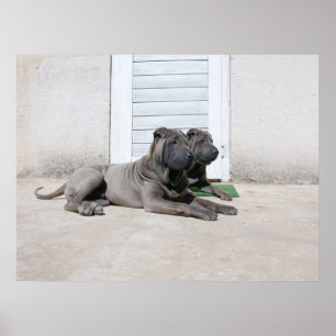 Dog  Days of Summer.... Poster