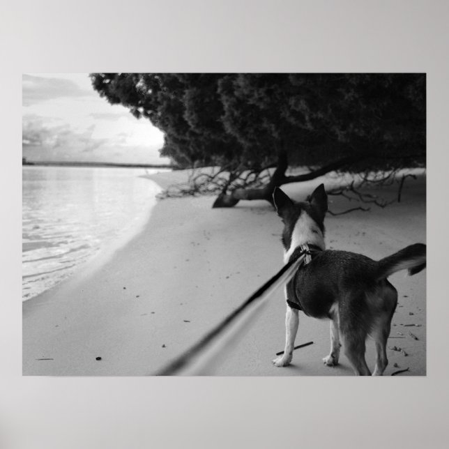 Dog Days Poster (Front)