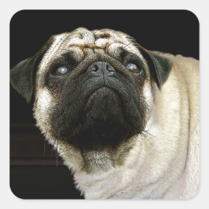 Dog Designs for Pet-lovers Square Sticker