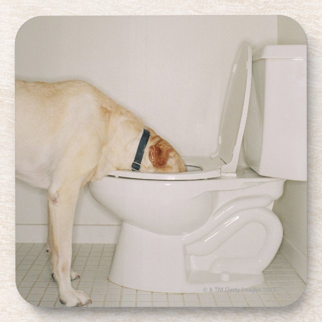 Dog drinking out of toilet coaster (Front)
