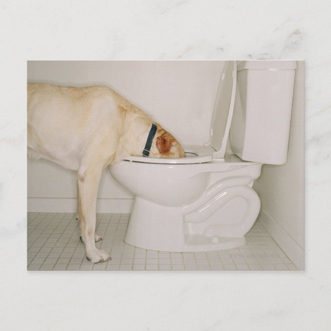 Dog Drinking out of Toilet Postcard (Front)