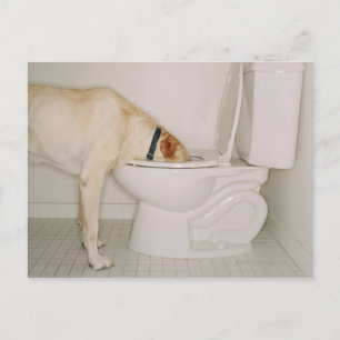 Dog Drinking out of Toilet Postcard