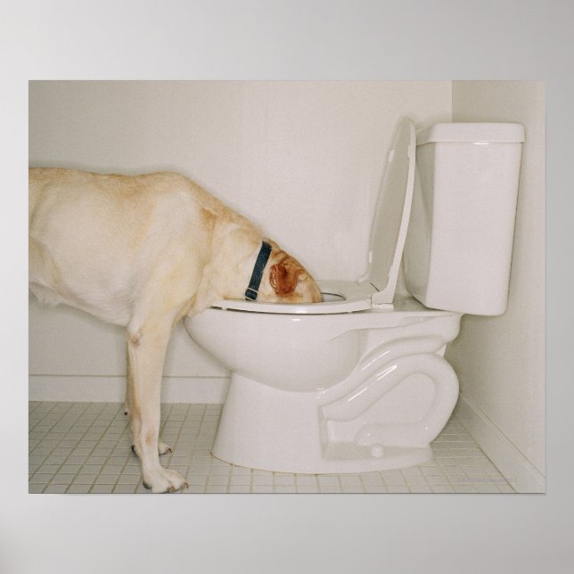 Dog Drinking out of Toilet Poster (Front)