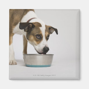 Dog eating from bowl magnet