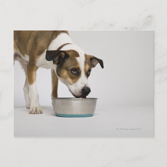 Dog eating from bowl postcard (Front)