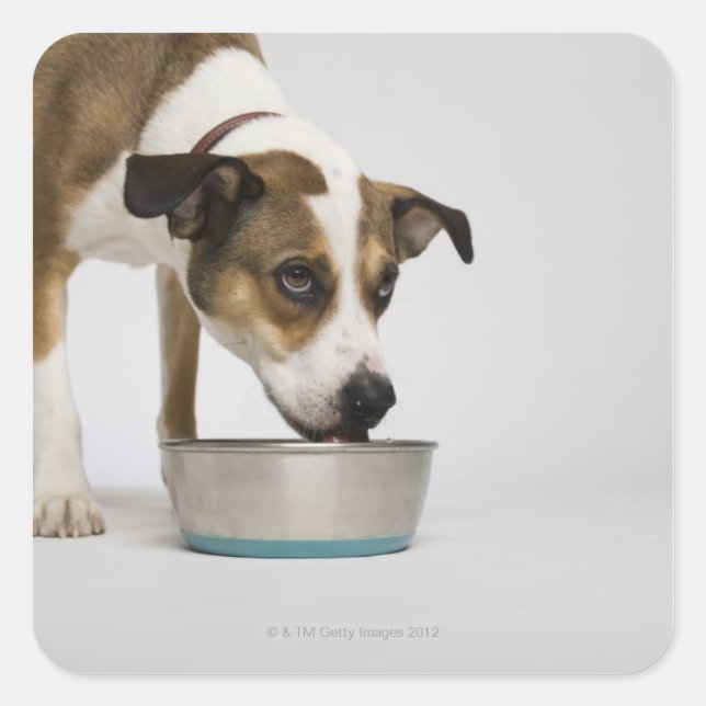 Dog eating from bowl square sticker (Front)