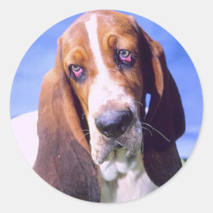 Dog- Envelope Seals: Lonely Basset Hound Classic Round Sticker
