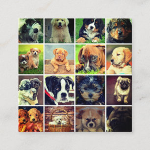 Dog Faces Collage Dog Walker Trainer And Sitter Square Business Card