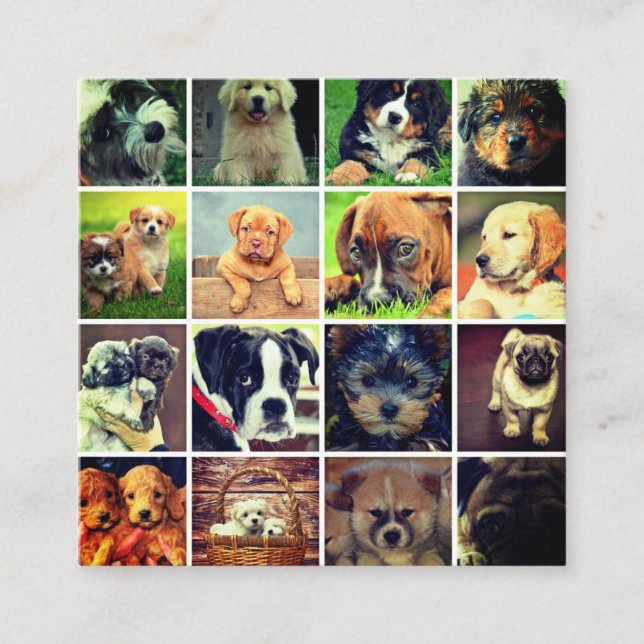 Dog Faces Collage Dog Walker Trainer And Sitter Square Business Card (Front)