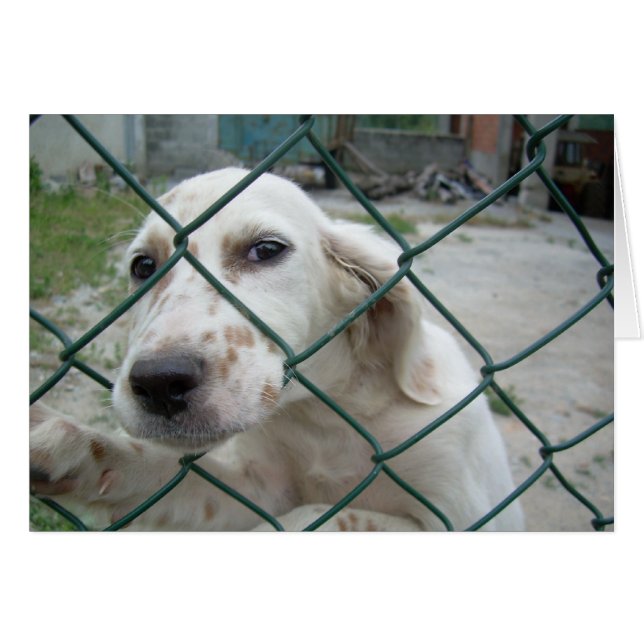 Dog & Fence (Front Horizontal)