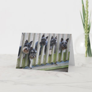 dog gang card