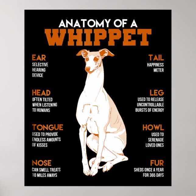 Dog Gift | anatomy of a whippet dogs t  funny gift Poster (Front)