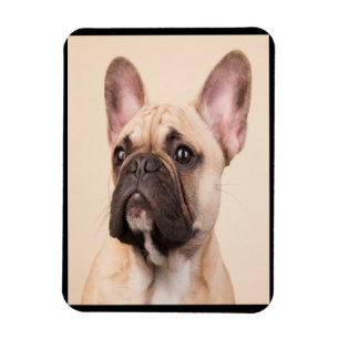 Dog Gift French Bulldog With Poor Face Magnet