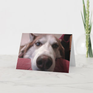 Dog Greeting Card