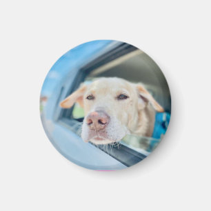Dog Hanging Out Car Window Sunny Day Button Magnet