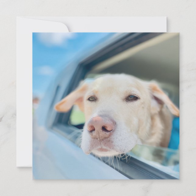 Dog Hanging Out Car Window Sunny Day Flat Card (Front)