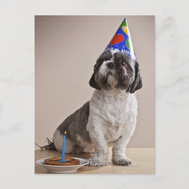 Dog having birthday postcard (Front)