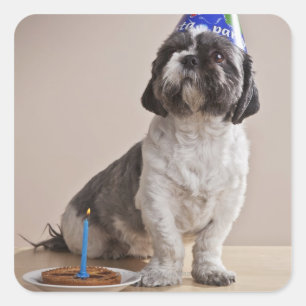 Dog having birthday square sticker