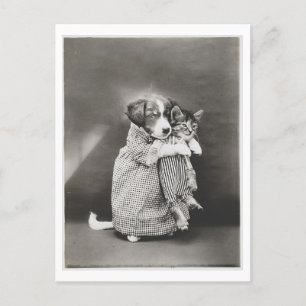 Dog Holding Cat and Wearing Clothes Vintage Oddity Postcard