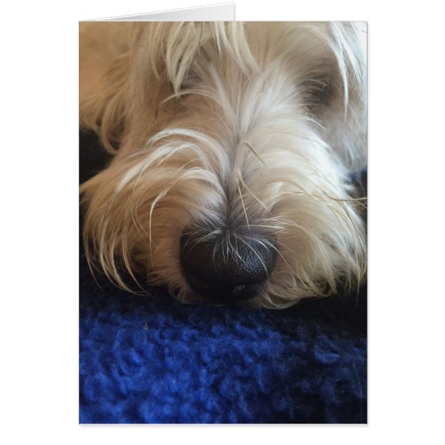 Dog humour card (Front)