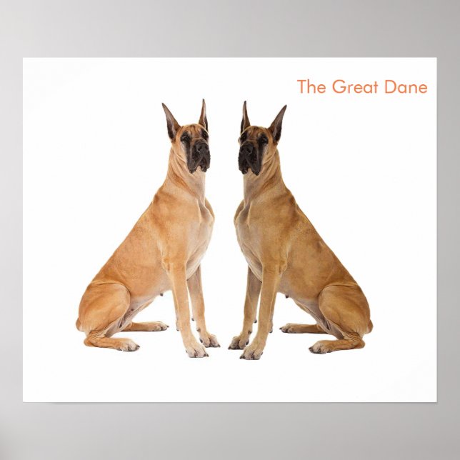 Dog Image for Poster (Front)