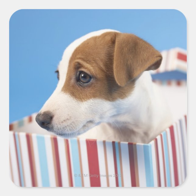 Dog in a Gift Box Square Sticker (Front)